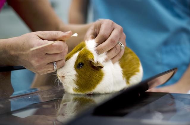 Small Animal Veterinarian, jobs in Australia,